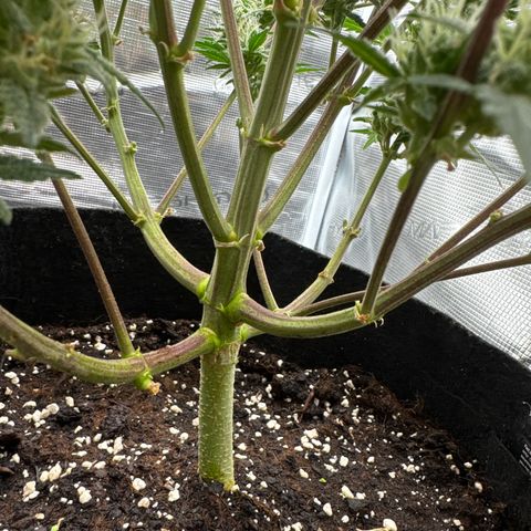 Ztrawberriez Auto growlog timeline photo