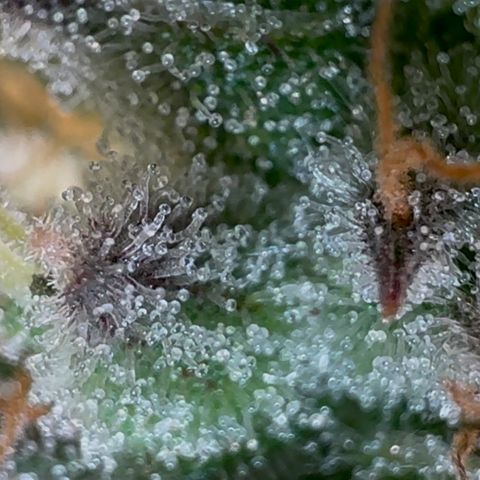 Ztrawberriez Auto growlog timeline photo