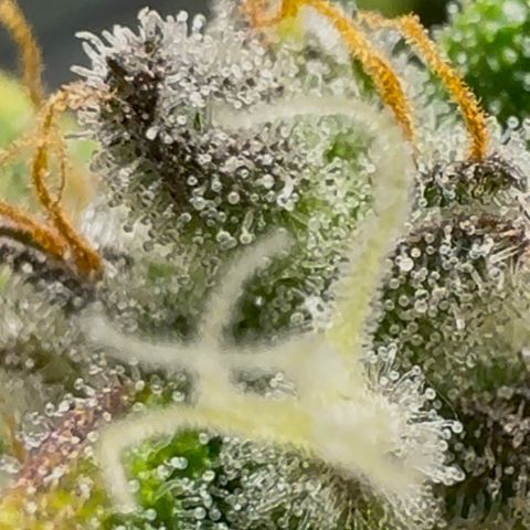 Ztrawberriez Auto growlog timeline photo