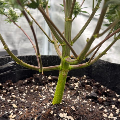 Ztrawberriez Auto growlog timeline photo