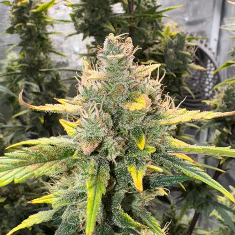 Ztrawberriez Auto growlog timeline photo