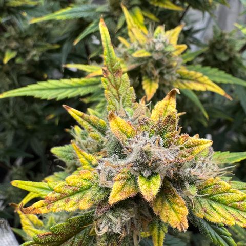 Ztrawberriez Auto growlog timeline photo