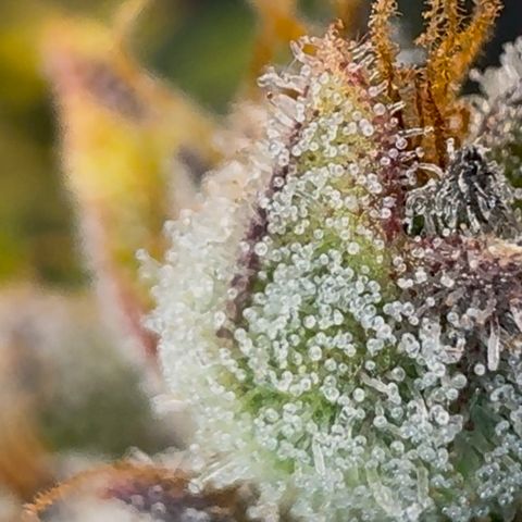 Ztrawberriez Auto growlog timeline photo