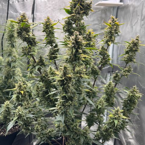 Ztrawberriez Auto growlog timeline photo
