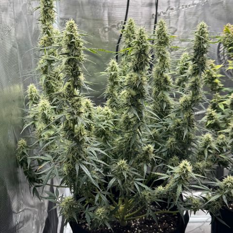 Gorilla Zkittlez Auto growlog timeline photo
