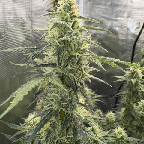 Gorilla Zkittlez Auto growlog timeline photo