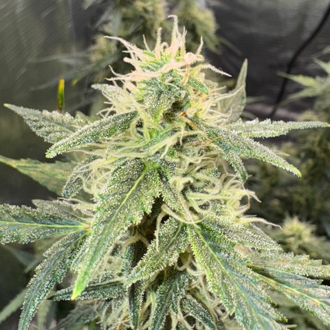 Gorilla Zkittlez Auto growlog timeline photo