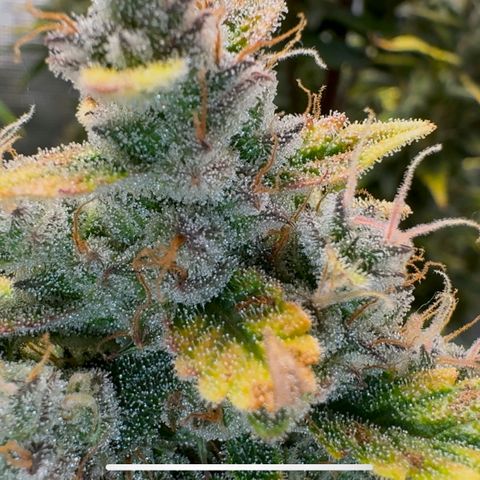 Ztrawberriez Auto growlog timeline photo