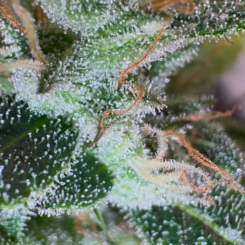 Ztrawberriez Auto growlog timeline photo