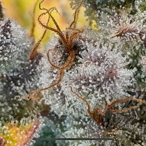 Ztrawberriez Auto growlog photo: Trichome kontrolliert.
Immer noch kaum bernsteinfarbende Trichome zu erkennen. Überwiegend milchig
Erde noch leicht trocken, ab morgen nur mit pH-reguliertem Wasser gießen.
🥶Frost🥶