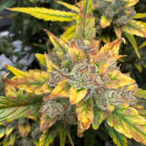 Ztrawberriez Auto growlog photo: Trichome kontrolliert.
Immer noch kaum bernsteinfarbende Trichome zu erkennen. Überwiegend milchig
Erde noch leicht trocken, ab morgen nur mit pH-reguliertem Wasser gießen.
🥶Frost🥶