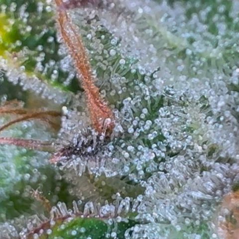 Ztrawberriez Auto growlog photo: Trichome kontrolliert.
Immer noch kaum bernsteinfarbende Trichome zu erkennen. Überwiegend milchig
Erde noch leicht trocken, ab morgen nur mit pH-reguliertem Wasser gießen.
🥶Frost🥶