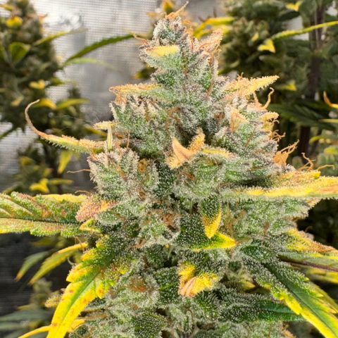 Ztrawberriez Auto growlog photo: Trichome kontrolliert.
Immer noch kaum bernsteinfarbende Trichome zu erkennen. Überwiegend milchig
Erde noch leicht trocken, ab morgen nur mit pH-reguliertem Wasser gießen.
🥶Frost🥶