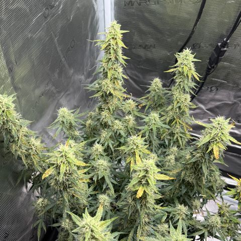 Gorilla Zkittlez Auto growlog timeline photo