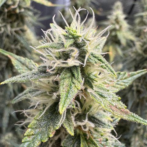 Gorilla Zkittlez Auto growlog timeline photo