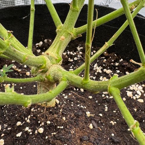 Gorilla Zkittlez Auto growlog timeline photo