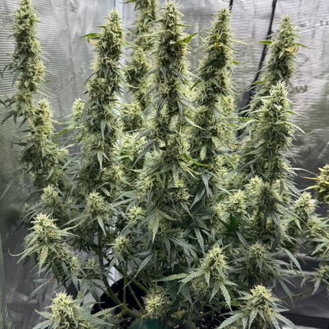 Gorilla Zkittlez Auto growlog timeline photo