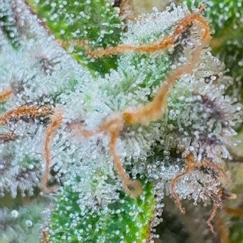Ztrawberriez Auto growlog timeline photo