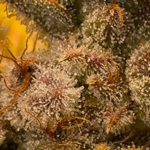 Ztrawberriez Auto growlog timeline photo