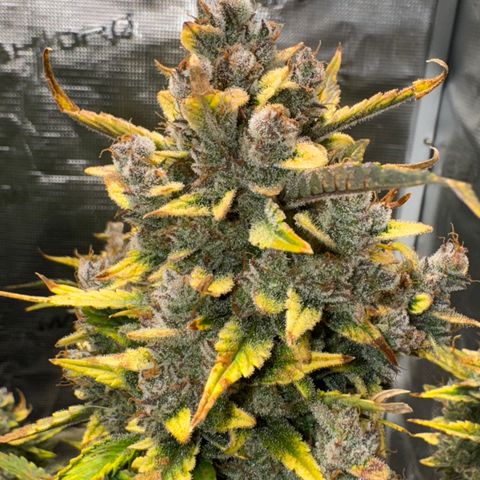Ztrawberriez Auto growlog timeline photo