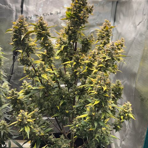 Ztrawberriez Auto growlog timeline photo
