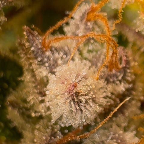 Ztrawberriez Auto growlog timeline photo