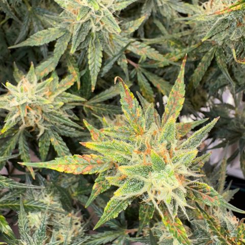 Gorilla Zkittlez Auto growlog timeline photo