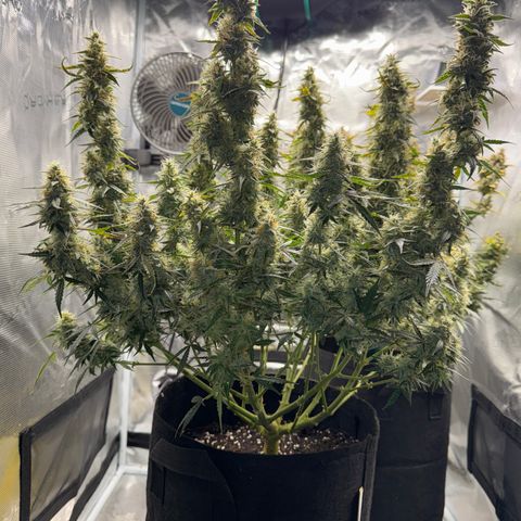 Gorilla Zkittlez Auto growlog timeline photo