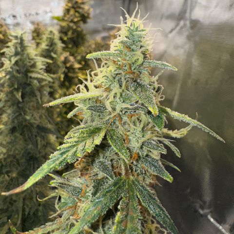 Gorilla Zkittlez Auto growlog timeline photo