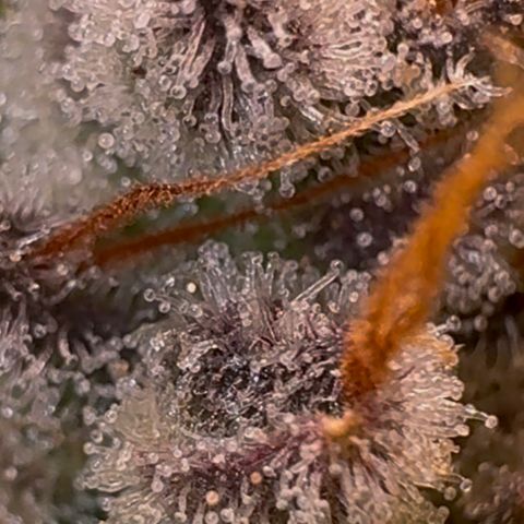 Ztrawberriez Auto growlog timeline photo