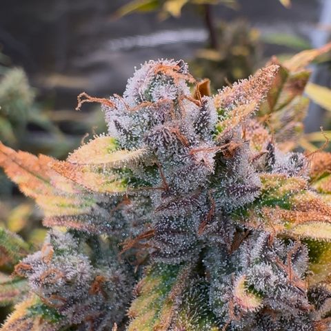 Ztrawberriez Auto growlog timeline photo