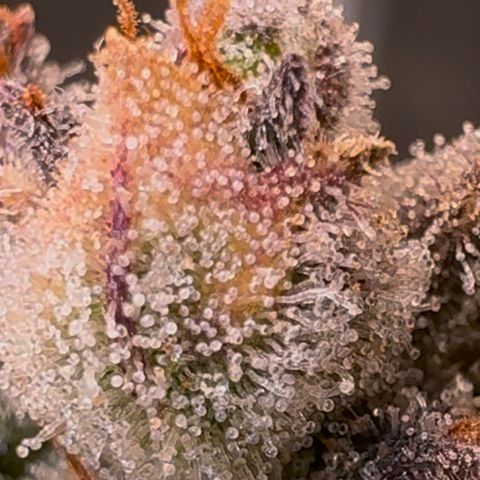 Ztrawberriez Auto growlog timeline photo