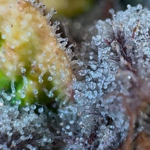 Ztrawberriez Auto growlog timeline photo