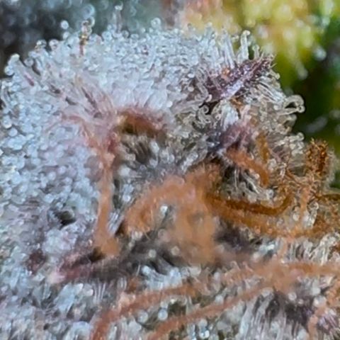 Ztrawberriez Auto growlog timeline photo