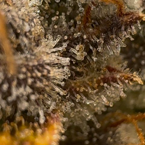 Ztrawberriez Auto growlog timeline photo