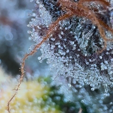 Ztrawberriez Auto growlog timeline photo
