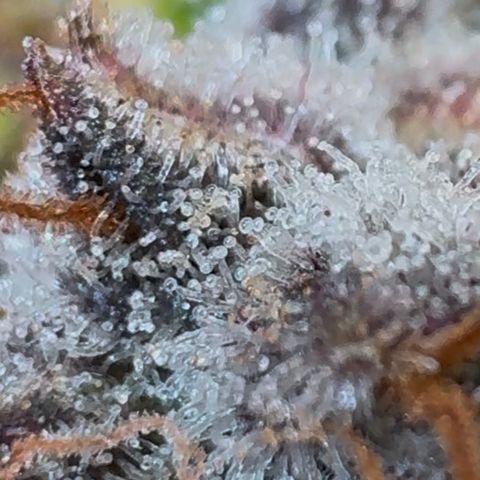 Ztrawberriez Auto growlog timeline photo