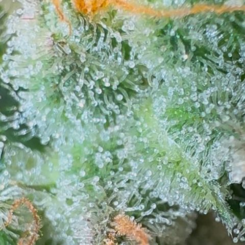 Ztrawberriez Auto growlog photo: Trichome untere Blüten