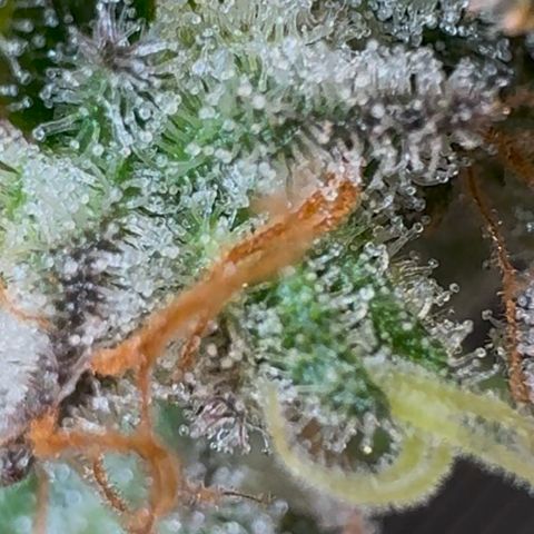 Ztrawberriez Auto growlog photo: Trichome untere Blüten
