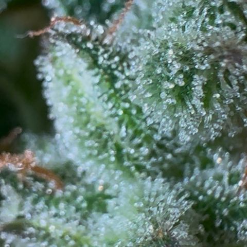 Ztrawberriez Auto growlog photo: Trichome untere Blüten