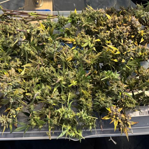 Ztrawberriez Auto growlog timeline photo