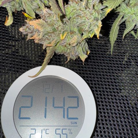 Ztrawberriez Auto growlog timeline photo