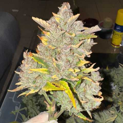 Ztrawberriez Auto growlog timeline photo