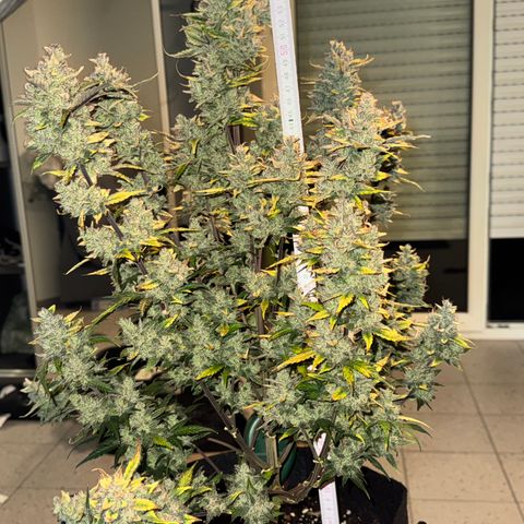 Ztrawberriez Auto growlog timeline photo