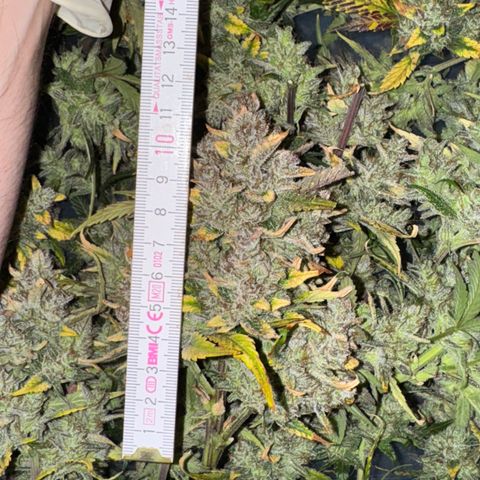 Ztrawberriez Auto growlog timeline photo