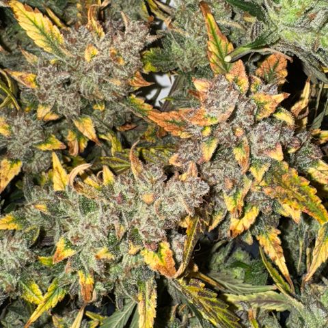 Ztrawberriez Auto growlog timeline photo