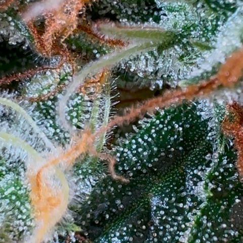 Gorilla Zkittlez Auto growlog timeline photo