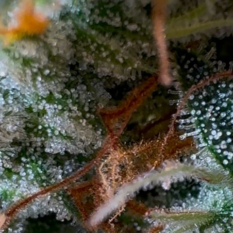Gorilla Zkittlez Auto growlog timeline photo