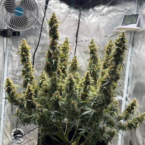 Gorilla Zkittlez Auto growlog timeline photo