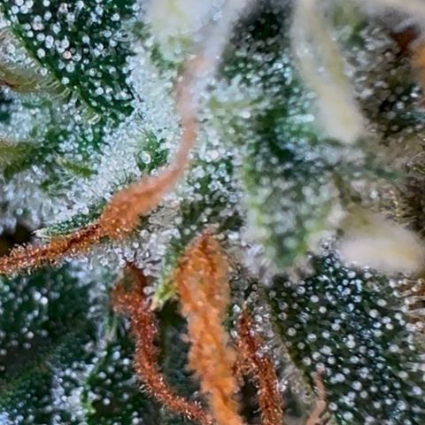Gorilla Zkittlez Auto growlog timeline photo